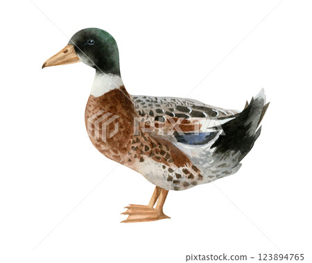 Watercolor mallard duck illustration isolated on white background. Hand drawn realistic waterfowl male bird. Wildlife avian clipart for farm village designs 123894765