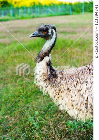 Emu walking through lush green grass in a vibrant farm landscape during daylight 123894841
