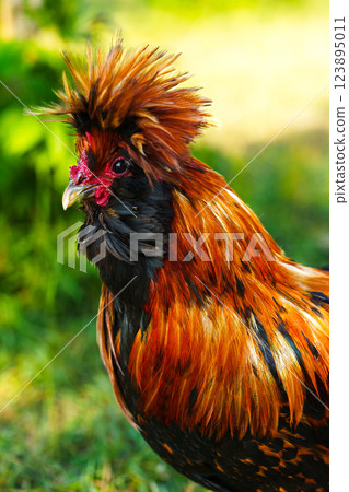 Colorful rooster displays vibrant plumage in a lush garden setting during the afternoon Colorful rooster displays vibrant plumage in a lush garden setting during the afternoon 123895011