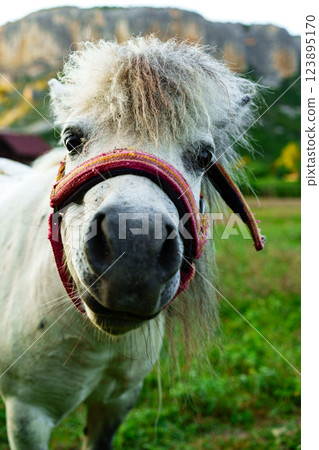 Miniature horse stands in a lush green pasture with mountains in the background during a sunny day Miniature horse stands in a lush green pasture with mountains in the background during a sunny day 123895170