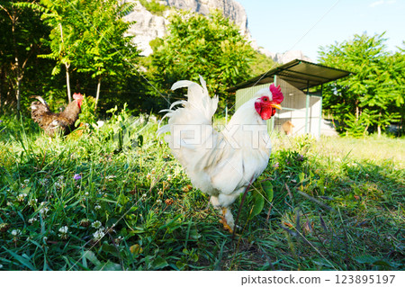 White rooster walks confidently through green grass in a sunny farmyard surrounded by trees and a hen nearby 123895197