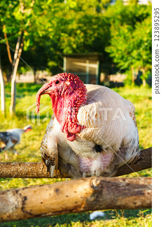 Majestic turkey perched on a wooden fence in a sunny farmyard surrounded by greenery and other birds 123895295