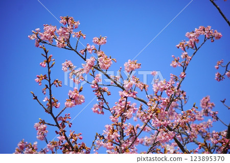 Kawazu cherry blossoms in the blue sky Kawazu cherry blossoms in the blue sky 123895370