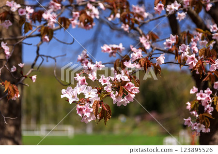 Cherry blossoms in full bloom at Tomei Park in Bibai, Hokkaido [May] 123895526