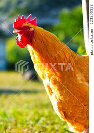 Bright golden rooster stands proudly in a sunny garden setting during early morning hours Bright golden rooster stands proudly in a sunny garden setting during early morning hours 123895538