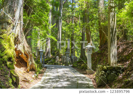 高野山初夏:神聖的內殿之路 高野山初夏:神聖的內殿之路 123895796
