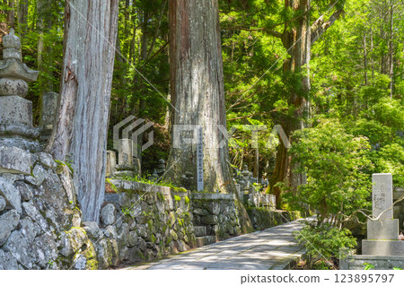 高野山初夏:神聖的內殿之路 高野山初夏:神聖的內殿之路 123895797