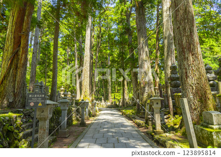 Early summer at Mount Koya: The sacred inner shrine approach 123895814
