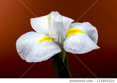 White Iris Hollandica Alaska Flower on red background White Iris Hollandica Alaska Flower on red background 123895828