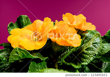Orange Primula Flowers in Bloom on red background 123895831