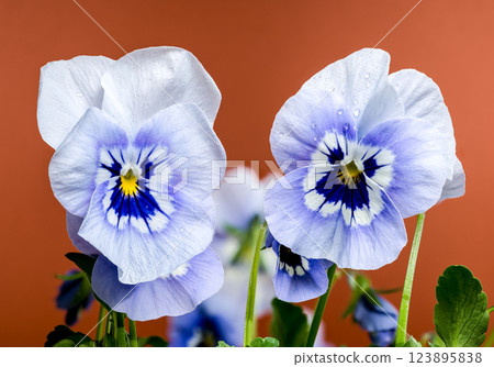 White and Blue Pansy Flowers in Bloom on brown background White and Blue Pansy Flowers in Bloom on brown background 123895838