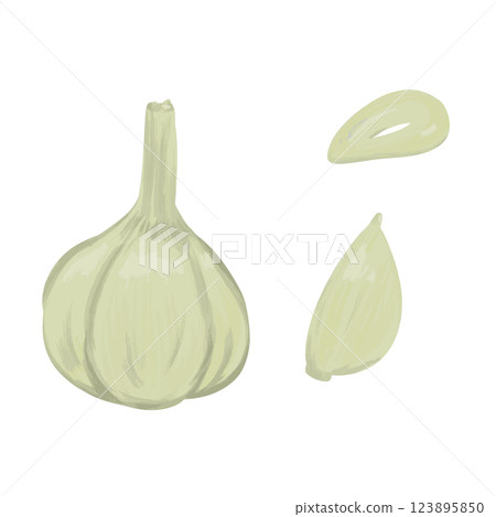 大蒜手繪插圖 123895850