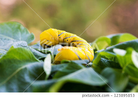 African death's head hawkmoth (Acherontia atropos), a butterfly caterpillar crawling on a green leafes.Selective focus. African death's head hawkmoth (Acherontia atropos), a butterfly caterpillar crawling on a green leafes.Selective focus. 123895853