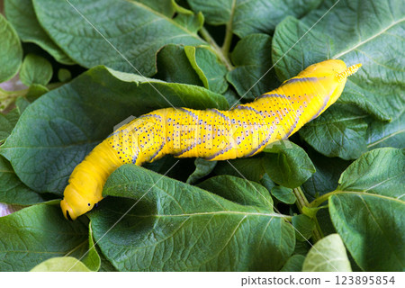 African death's head hawkmoth (Acherontia atropos), a butterfly caterpillar crawling on a green leafes.Selective focus. 123895854