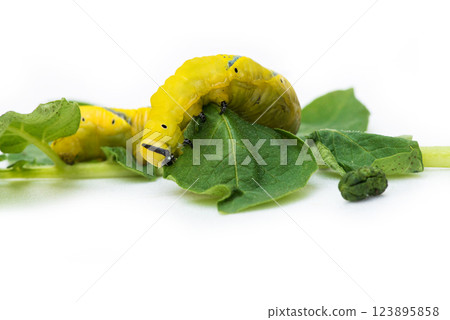 African death's head hawkmoth (Acherontia atropos), a butterfly caterpillar crawling on a green leafes.Selective focus. 123895858