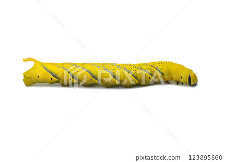 African death's head hawkmoth (Acherontia atropos), a butterfly caterpillar crawling on a green leafes.Selective focus.White bsckground. 123895860