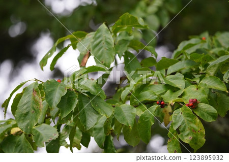 Red berries of the Japanese yew tree Red berries of the Japanese yew tree 123895932