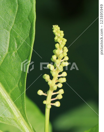 美國商陸的花蕾 美國商陸的花蕾 123895949