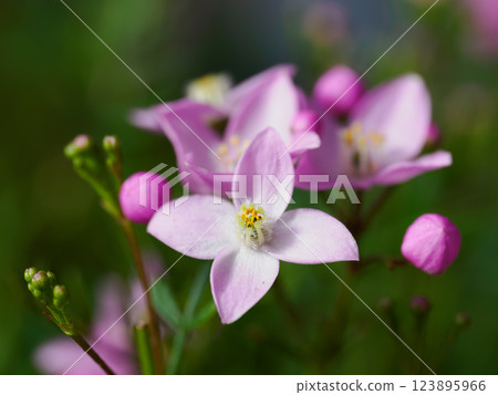 可愛的粉紅色 Boronia pinnata 123895966