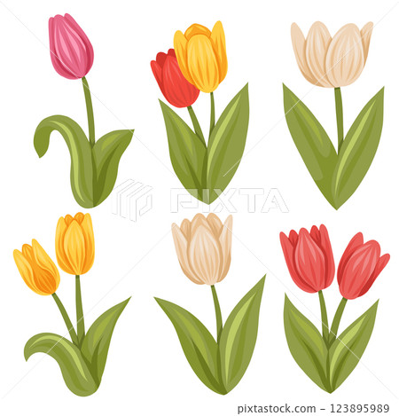 Vector spring set of colorful tulips isolated from background. Collection of flat hand drawn blooming flowers 123895989