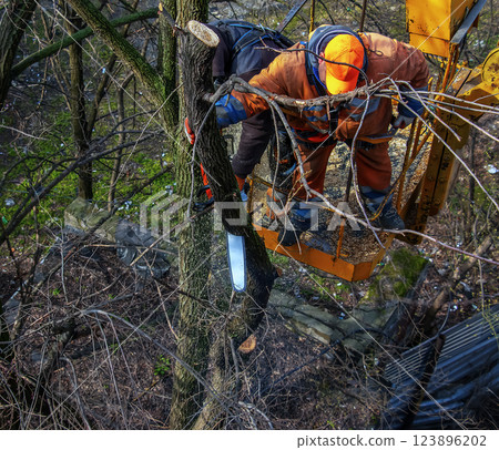 Municipal service workers stand with a chainsaw in a crane basket and trim dangerous trees 123896202