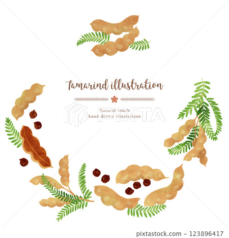 Tamarind hand drawn illustration/circle 123896417