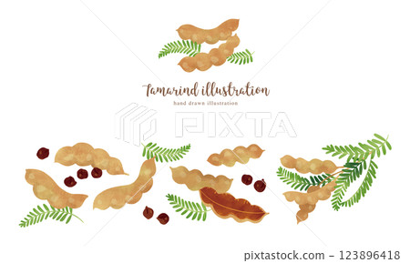 Tamarind hand-drawn illustration / wide 123896418