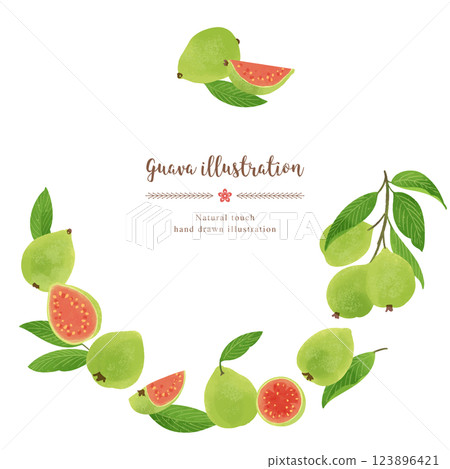 番石榴手繪插圖/圓圈 番石榴手繪插圖/圓圈 123896421