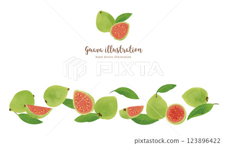 番石榴手繪插畫/寬 番石榴手繪插畫/寬 123896422
