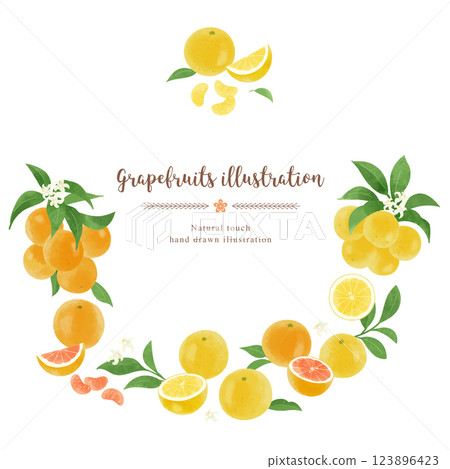 Hand-drawn illustration/circle of various grapefruits Hand-drawn illustration/circle of various grapefruits 123896423