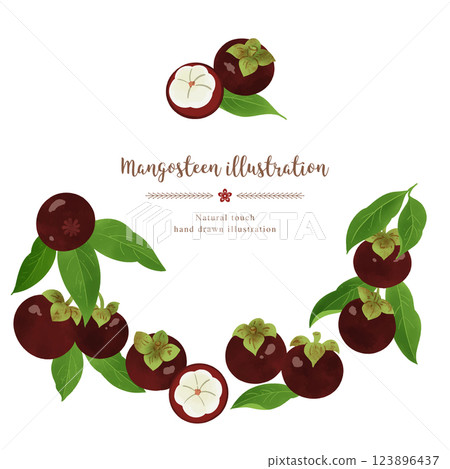 Mangosteen hand drawn illustration/circle Mangosteen hand drawn illustration/circle 123896437