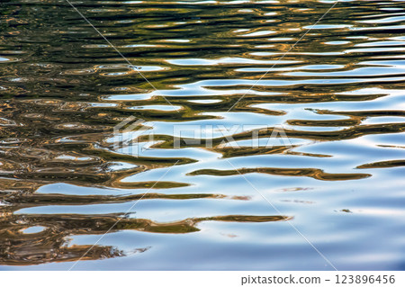 Water ripple texture background. Wavy water surface during sunset, golden light reflecting in the water Water ripple texture background. Wavy water surface during sunset, golden light reflecting in the water 123896456