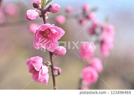 Peach blossoms Peach blossoms 123896469
