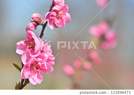 桃花 桃花 123896471