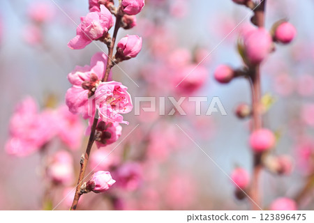  桃花 123896475