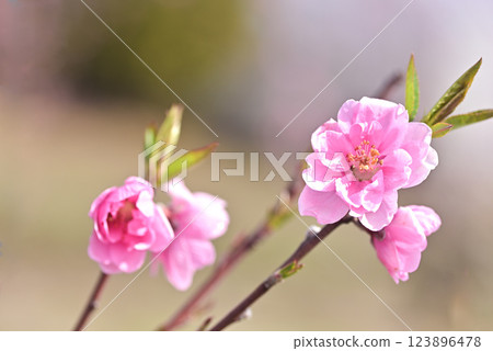 桃花 桃花 123896478