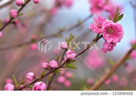  Peach blossoms 123896488