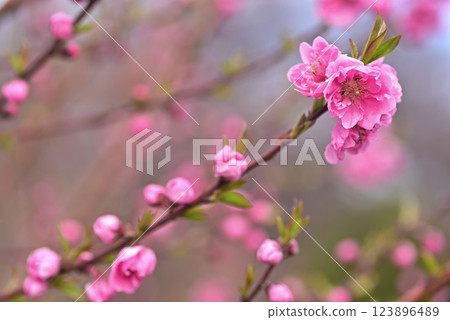 Peach blossoms Peach blossoms 123896489