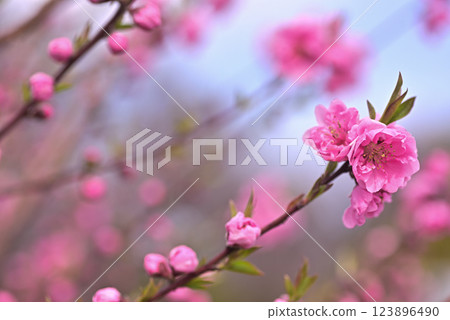  Peach blossoms 123896490