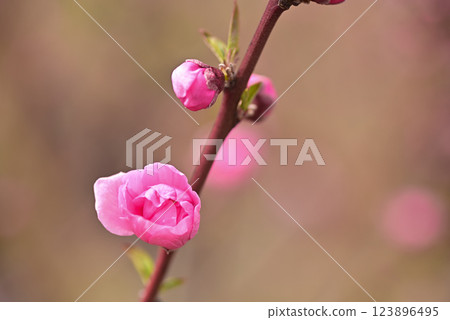 桃花 桃花 123896495