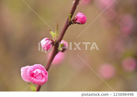  桃花 123896496