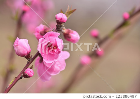  桃花 123896497