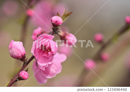  桃花 123896498