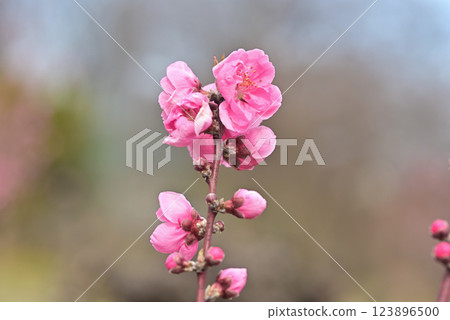 桃花 桃花 123896500