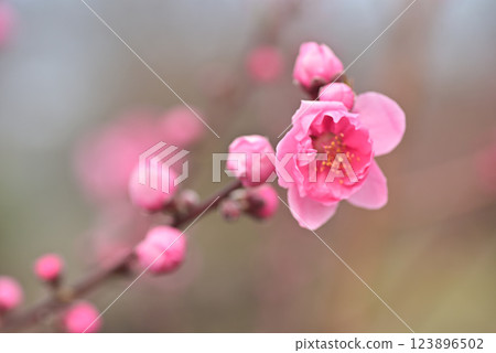  Peach blossoms 123896502