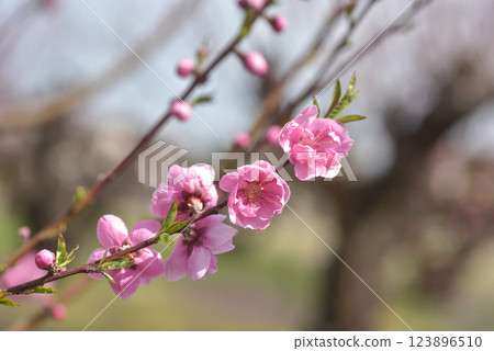  桃花 123896510