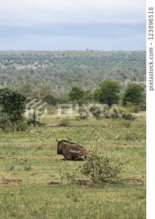 One blue wildebeest in bushland african savanna One blue wildebeest in bushland african savanna 123896518