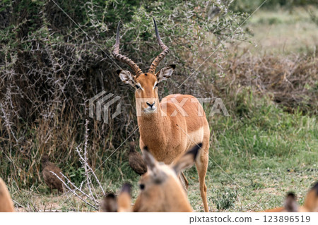 impala male in savanna, African black-footed antelope 123896519