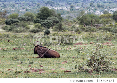 Lonely blue wildebeest in bushland african savanna 123896521