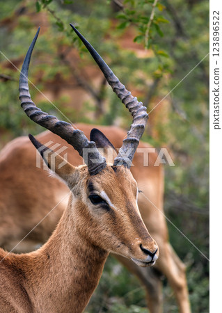 Close up portrait, head of male impala, African black-footed antelope 123896522